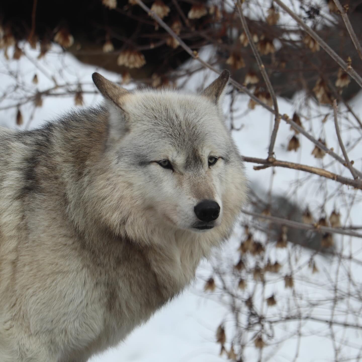 Wildlife example photo of a wolf